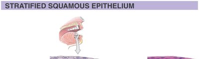 Stratified squamous epithelium