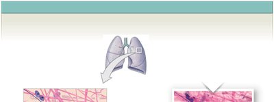 Areolar connective tissue