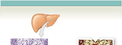 Reticular connective tissue
