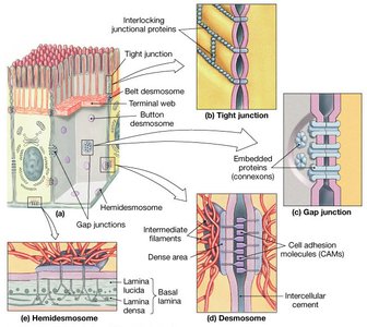 Types of cell junctions in epithelial tissue