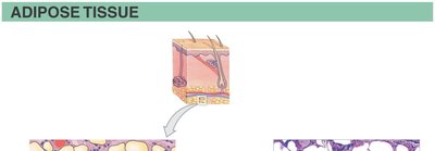 Adipose tissue