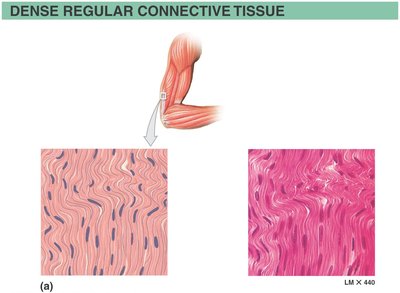 Dense regular connective tissue