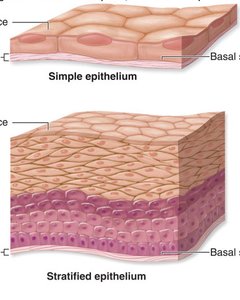 Simple and stratified epithelium