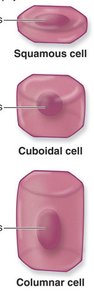 Squamous, cuboidal, and columnar cell shapes
