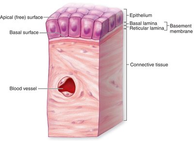 Diagram of epithelial tissue showing apical and basal surfaces