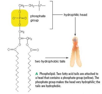 Structure of a phospholipid