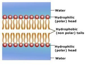 Phospholipid bilayer structure