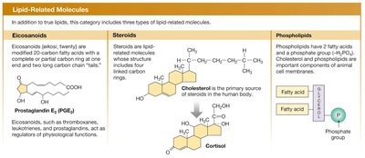 Lipid-related molecules: eicosanoids, steroids, phospholipids