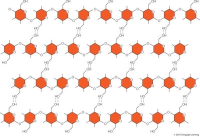 Structure of cellulose
