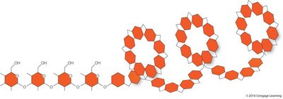 Structure of starch