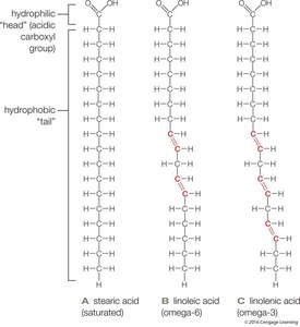 Structures of saturated and unsaturated fatty acids