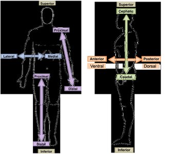 Directional terms illustrated on human body