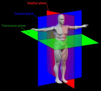 Body planes: sagittal, coronal, transverse
