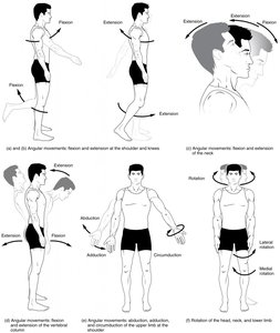 Illustrations of joint movements: flexion, extension, abduction, adduction, rotation, circumduction