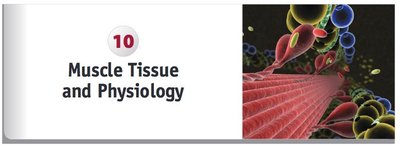 Muscle Tissue and Physiology chapter cover