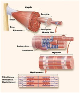 Structure and bands of the sarcomere