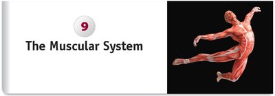 The Muscular System chapter cover