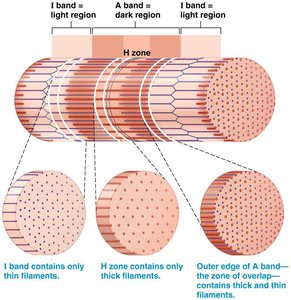 Sliding filament mechanism: changes in sarcomere bands during contraction