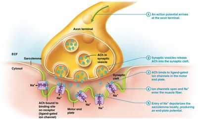 Excitation at the neuromuscular junction