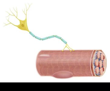 Excitation-contraction coupling: events at the sarcolemma and SR