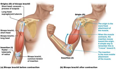 Muscle origin and insertion: biceps brachii before and after contraction
