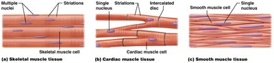 Three types of muscle tissue: skeletal, cardiac, smooth