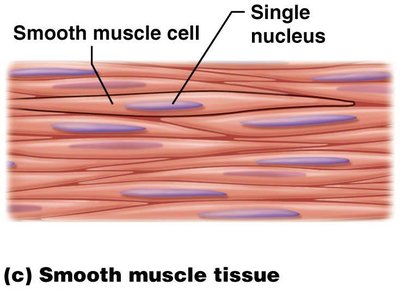 Smooth muscle tissue: single nucleus, no striations