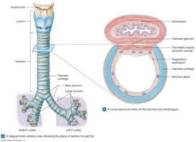 Anatomy of the trachea and cross-section