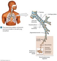 Bronchial branching and pulmonary segment