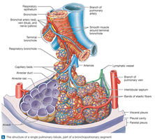 Structure of a pulmonary lobule