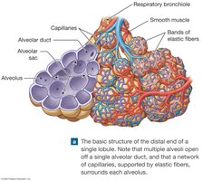 Structure of the distal end of a lobule
