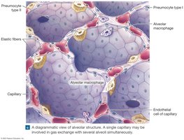 Alveolar structure and capillaries