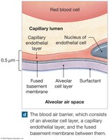 Blood air barrier of the alveoli