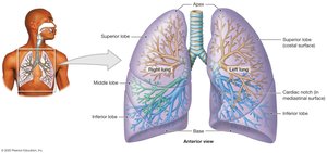 Gross anatomy of the lungs