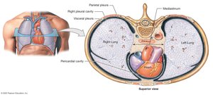Anatomical relationships in thoracic cavity