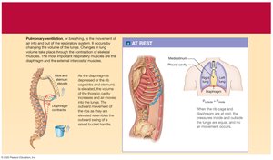 Pulmonary ventilation at rest