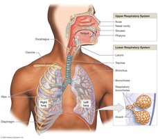 Structures of the Respiratory System