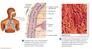Respiratory mucosa and mucociliary escalator