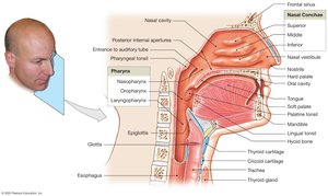 Nose, Nasal Cavity, and Pharynx