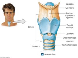 Anterior view of the larynx