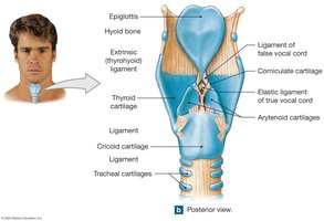 Posterior view of the larynx
