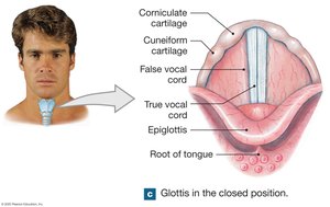 Glottis in closed position