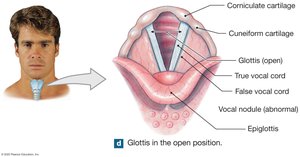 Glottis in open position