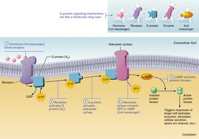 cAMP signaling mechanism diagram