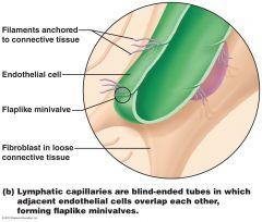 Close-up diagram of a lymphatic capillary showing minivalves and anchoring filaments