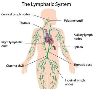 Diagram of the lymphatic system showing major organs and vessels