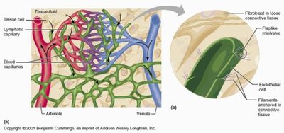 Diagram showing the relationship between blood capillaries and lymphatic capillaries