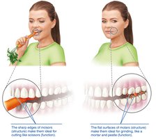 Complementarity of structure and function: incisors and molars