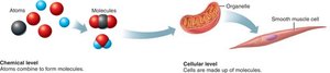 Chemical and cellular levels