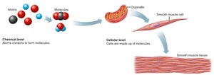 Chemical, cellular, and tissue levels